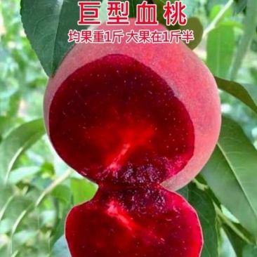 山东贵妃血桃苗中华血桃苗荔波血桃苗现挖现发可提供技术
