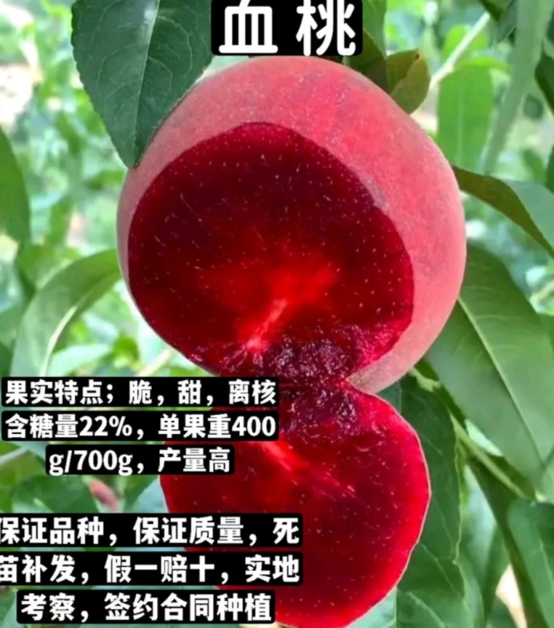 山东贵妃血桃苗中华血桃苗荔波血桃苗现挖现发可提供技术