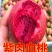 山东贵妃血桃苗中华血桃苗荔波血桃苗现挖现发可提供技术