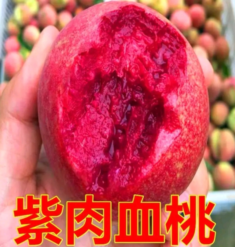 山东贵妃血桃苗中华血桃苗荔波血桃苗现挖现发可提供技术