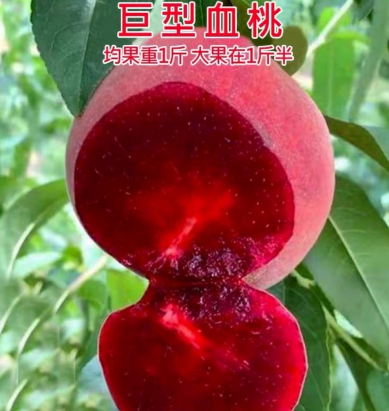 山东贵妃血桃苗中华血桃苗荔波血桃苗现挖现发可提供技术
