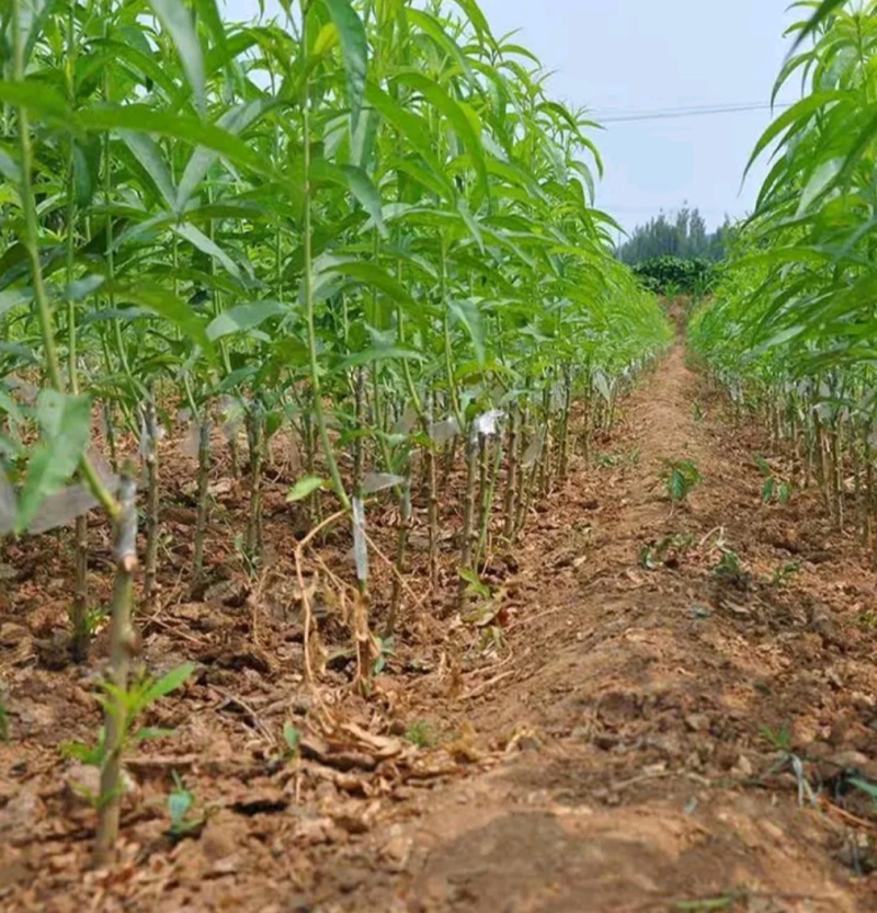 山东贵妃血桃苗中华血桃苗荔波血桃苗现挖现发可提供技术