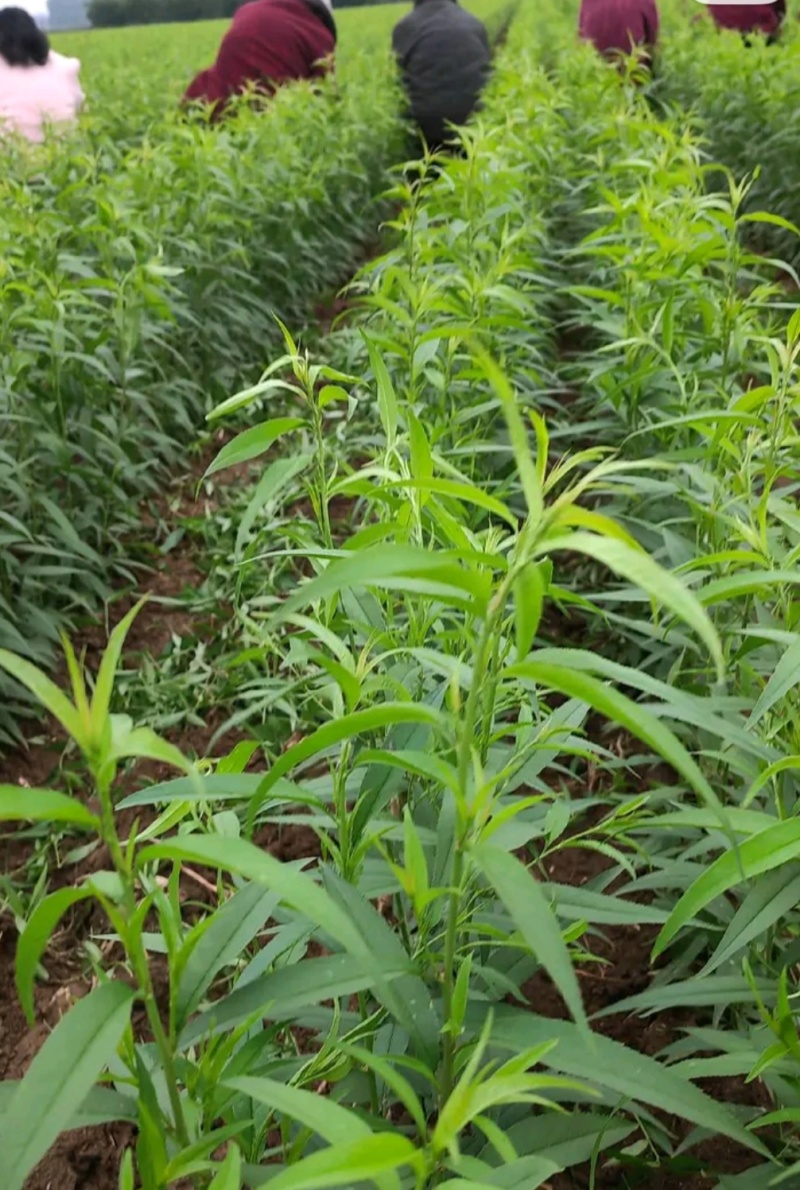 山东贵妃血桃苗中华血桃苗荔波血桃苗现挖现发可提供技术