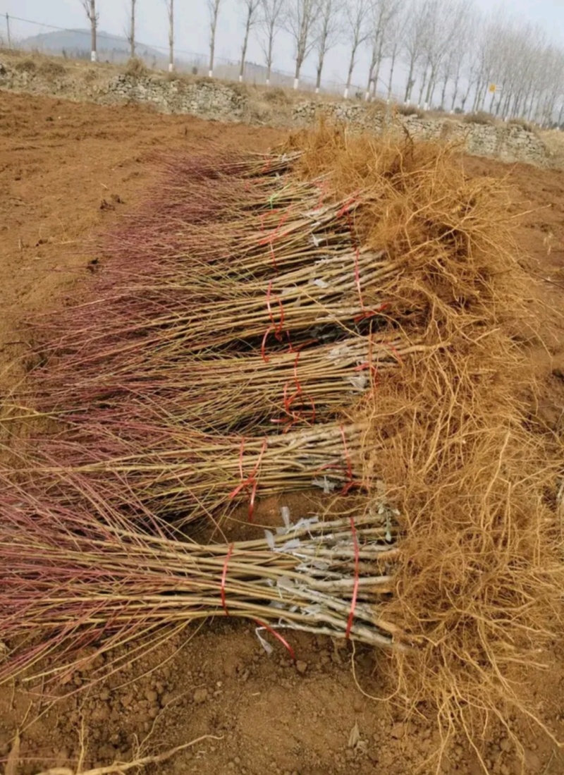 山东贵妃血桃苗中华血桃苗荔波血桃苗现挖现发可提供技术