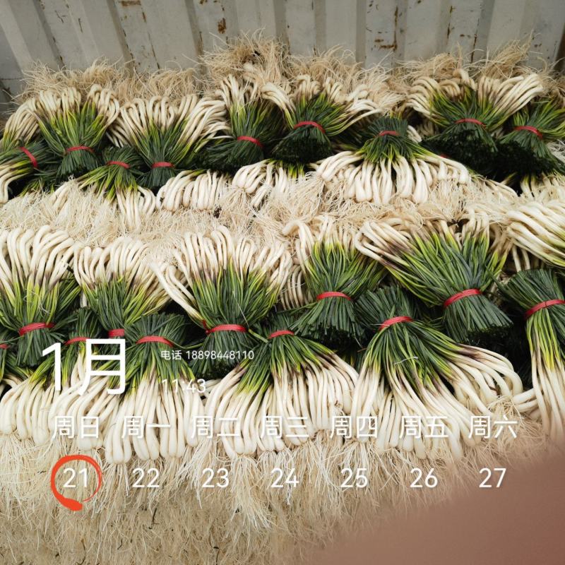 基地直供，可按老板们标准要求提供，欢迎平台，电商老板来电