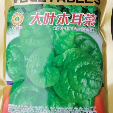木耳菜种子大叶木耳菜大圆叶