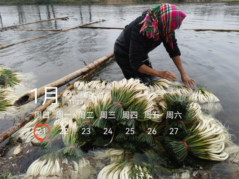 基地直供，可按老板们标准要求提供，欢迎平台，电商老板来电