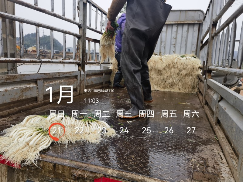 基地直供，可按老板们标准要求提供，欢迎平台，电商老板来电