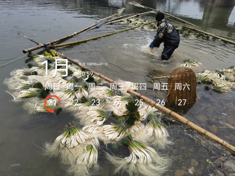 基地直供，可按老板们标准要求提供，欢迎平台，电商老板来电