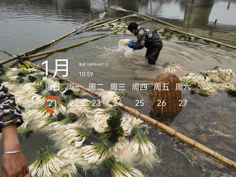 基地直供，可按老板们标准要求提供，欢迎平台，电商老板来电