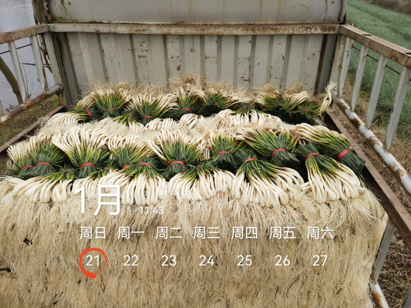 基地直供，可按老板们标准要求提供，欢迎平台，电商老板来电