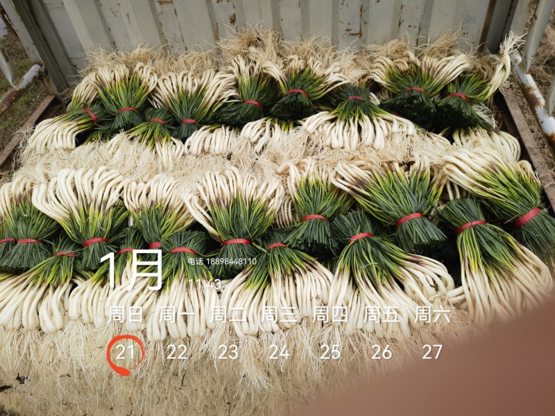 基地直供，可按老板们标准要求提供，欢迎平台，电商老板来电