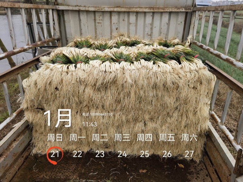 基地直供，可按老板们标准要求提供，欢迎平台，电商老板来电