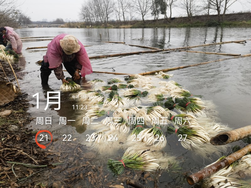 基地直供，可按老板们标准要求提供，欢迎平台，电商老板来电