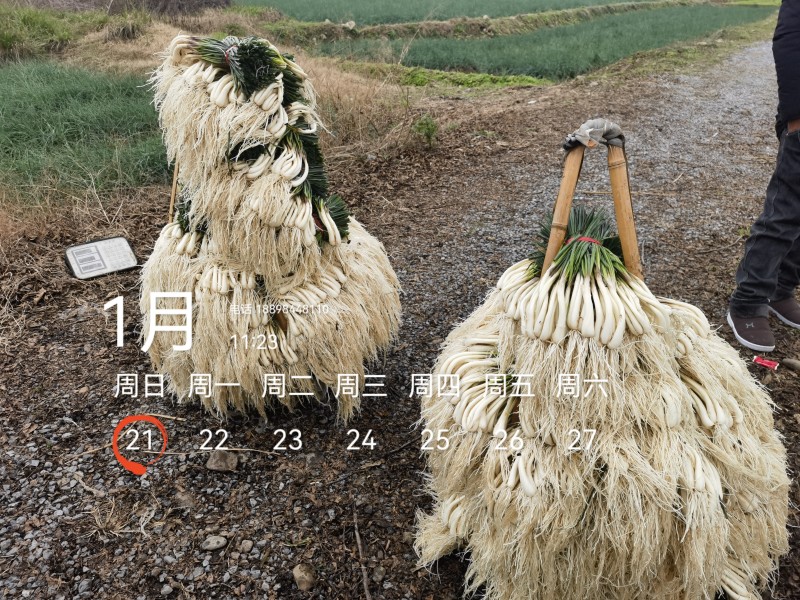 基地直供，可按老板们标准要求提供，欢迎平台，电商老板来电
