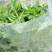 青油菜苔