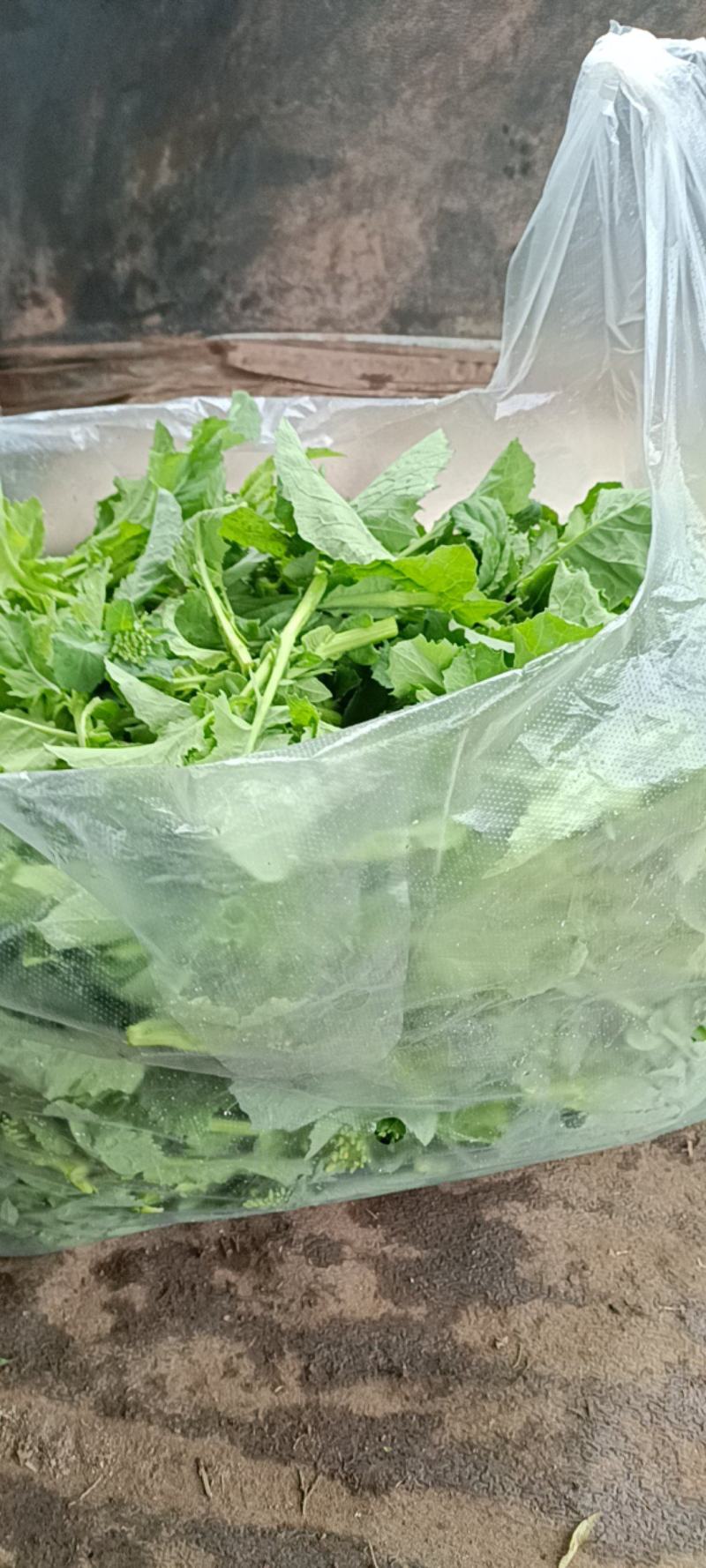 青油菜苔
