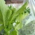 青油菜苔