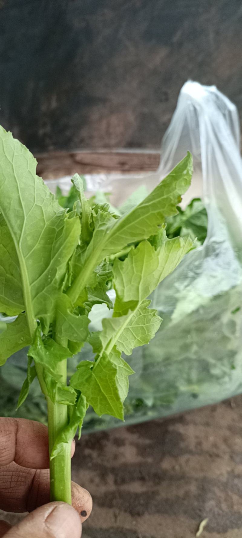 青油菜苔