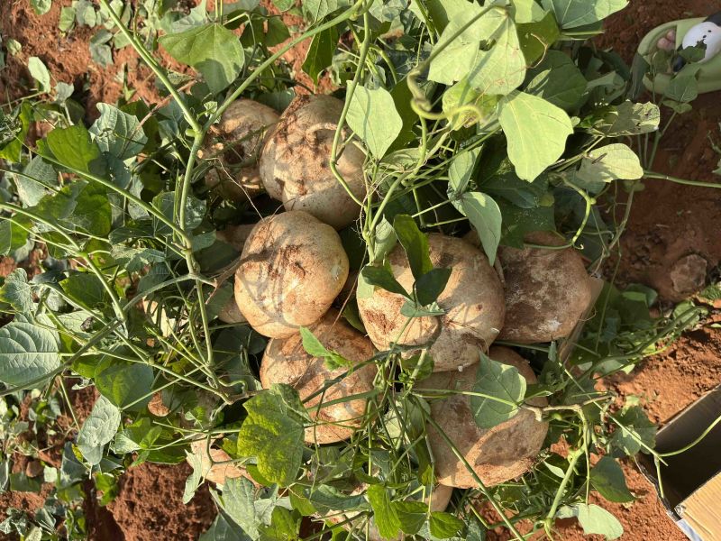 雷州凉薯，产地批发