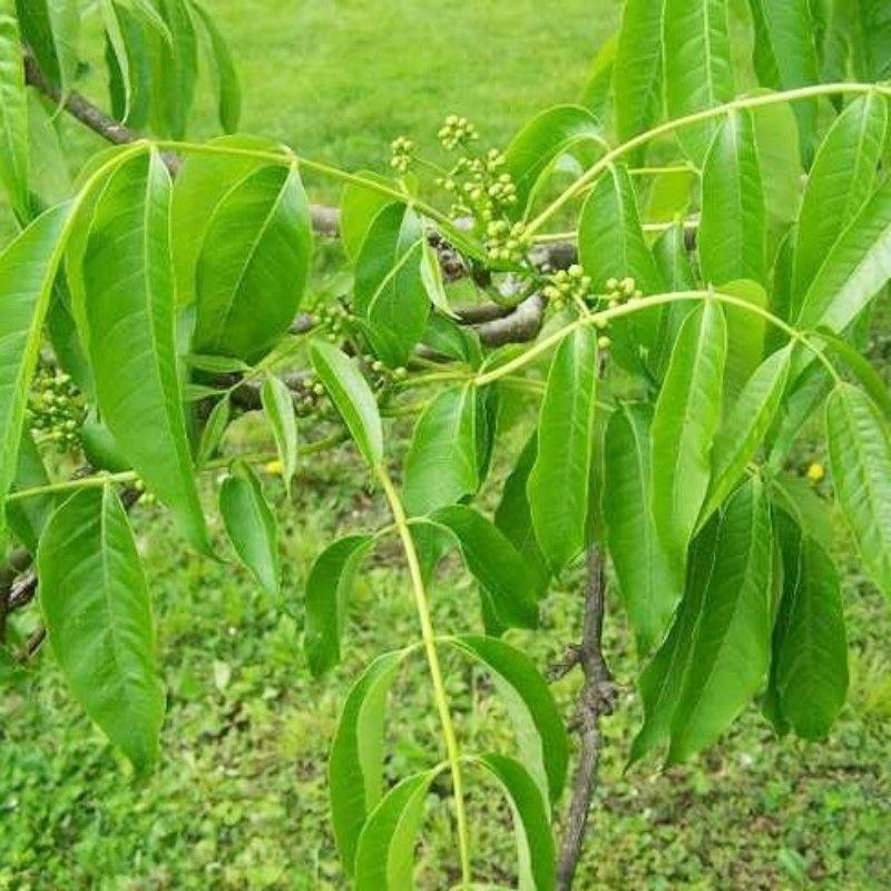 新采黄柏种子净子黄檗元柏檗木黄菠萝绿化行道林木苗木树种子