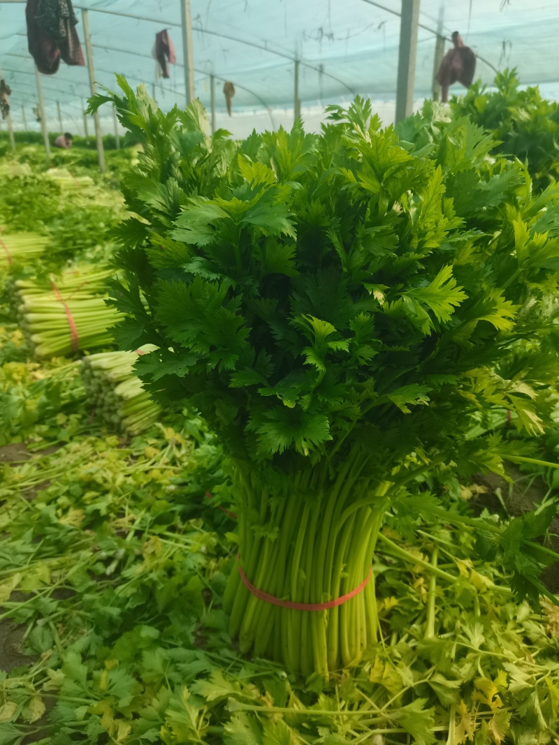 芹菜大棵芹菜小棵芹菜黄白亮水洗芹菜装袋芹菜