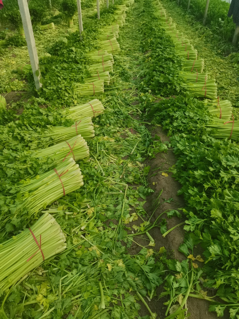 芹菜大棵芹菜小棵芹菜黄白亮水洗芹菜装袋芹菜