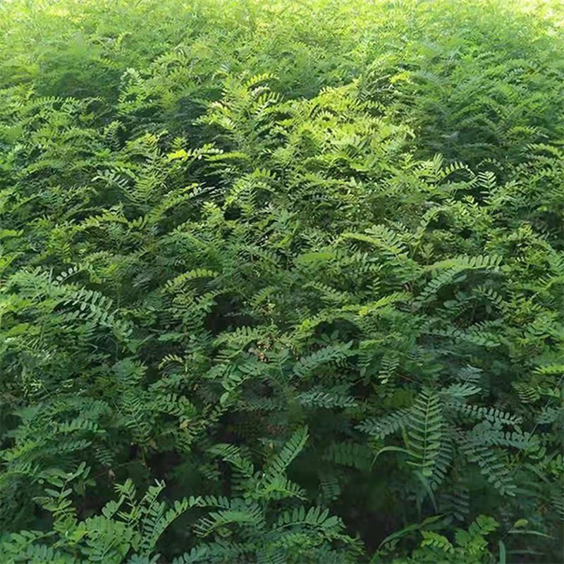 紫穗槐种子护坡复绿灌木种子多年生棉槐紫穗槐树种子板条蜜源