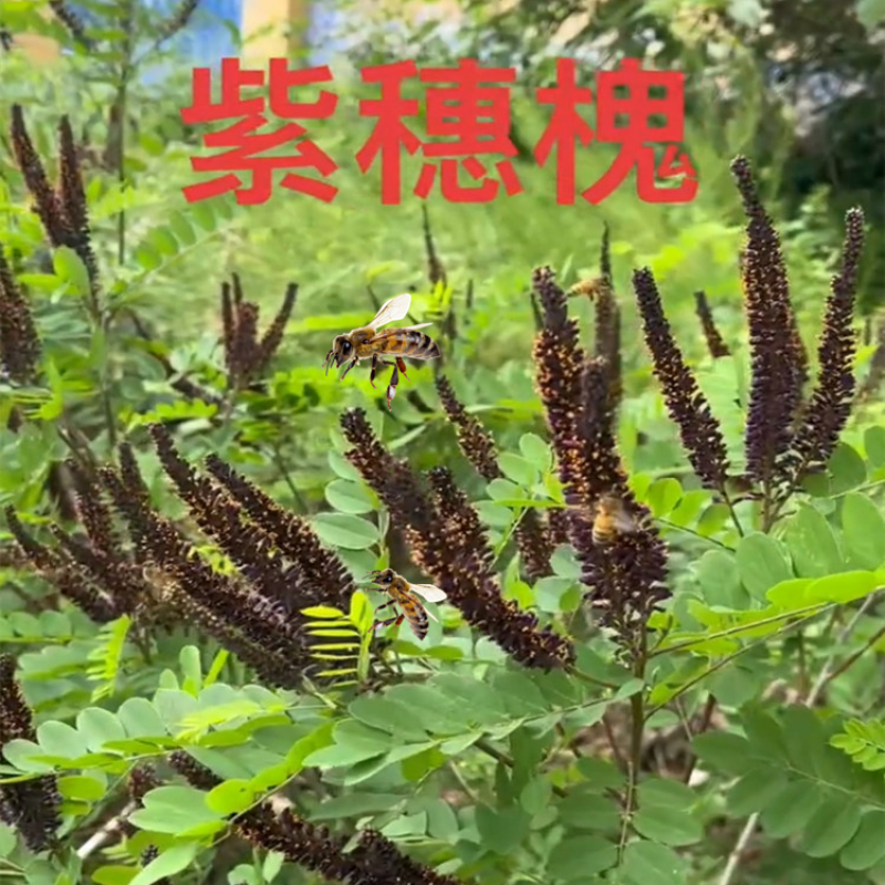 紫穗槐种子护坡复绿灌木种子多年生棉槐紫穗槐树种子板条蜜源