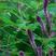 紫穗槐种子护坡复绿灌木种子多年生棉槐紫穗槐树种子板条蜜源