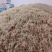 水苔（海花草）