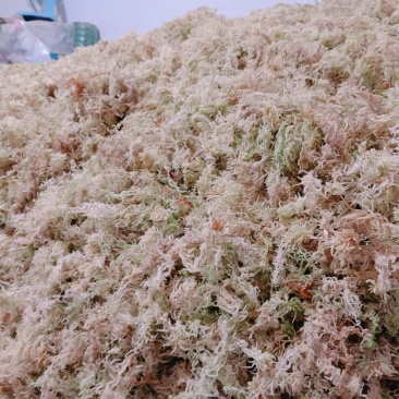 水苔（海花草）