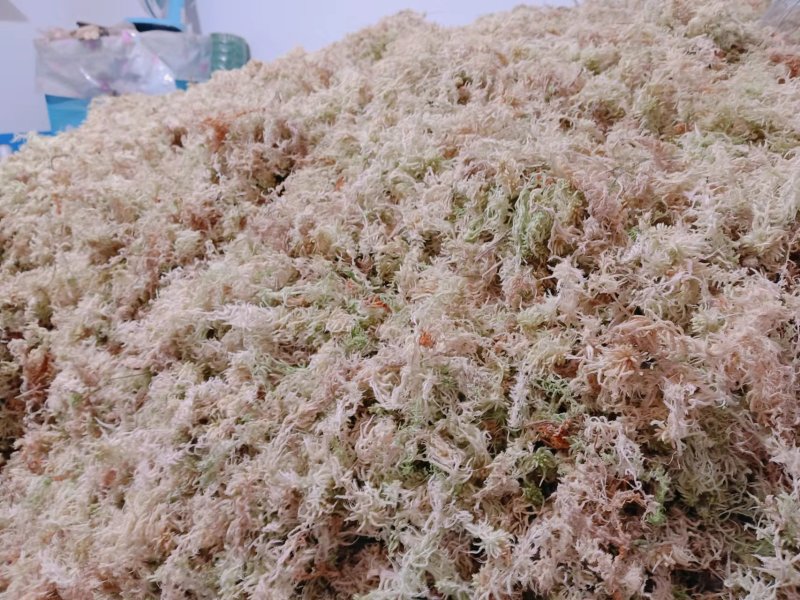 水苔（海花草）