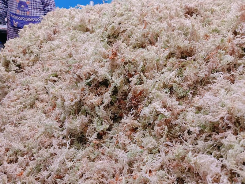 水苔（海花草）