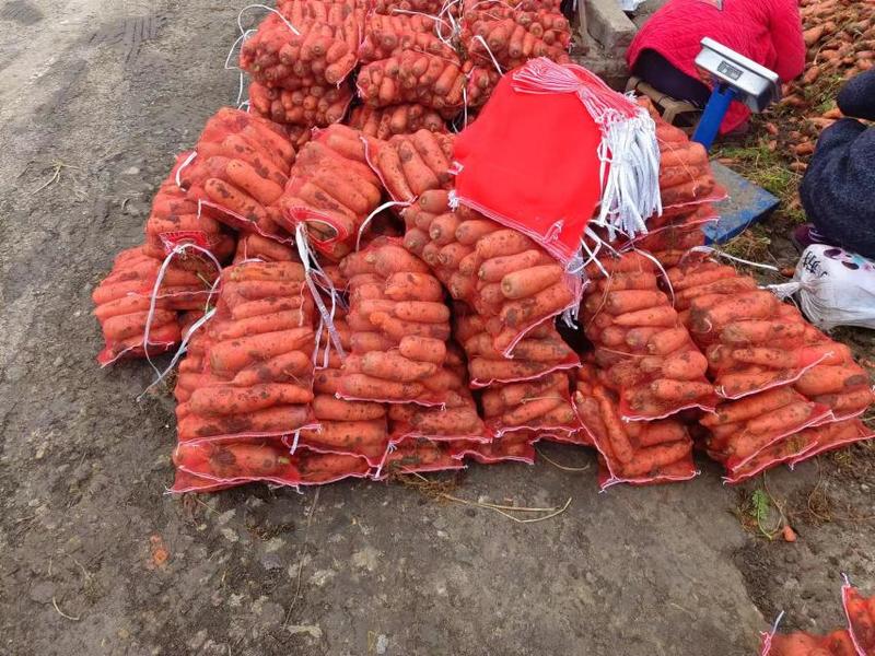 河南新野胡萝卜大量上市土货水洗支持各种包装