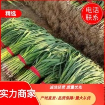 【精品】山东红根蒜苗，扒皮水洗，产地直供诚信经营！