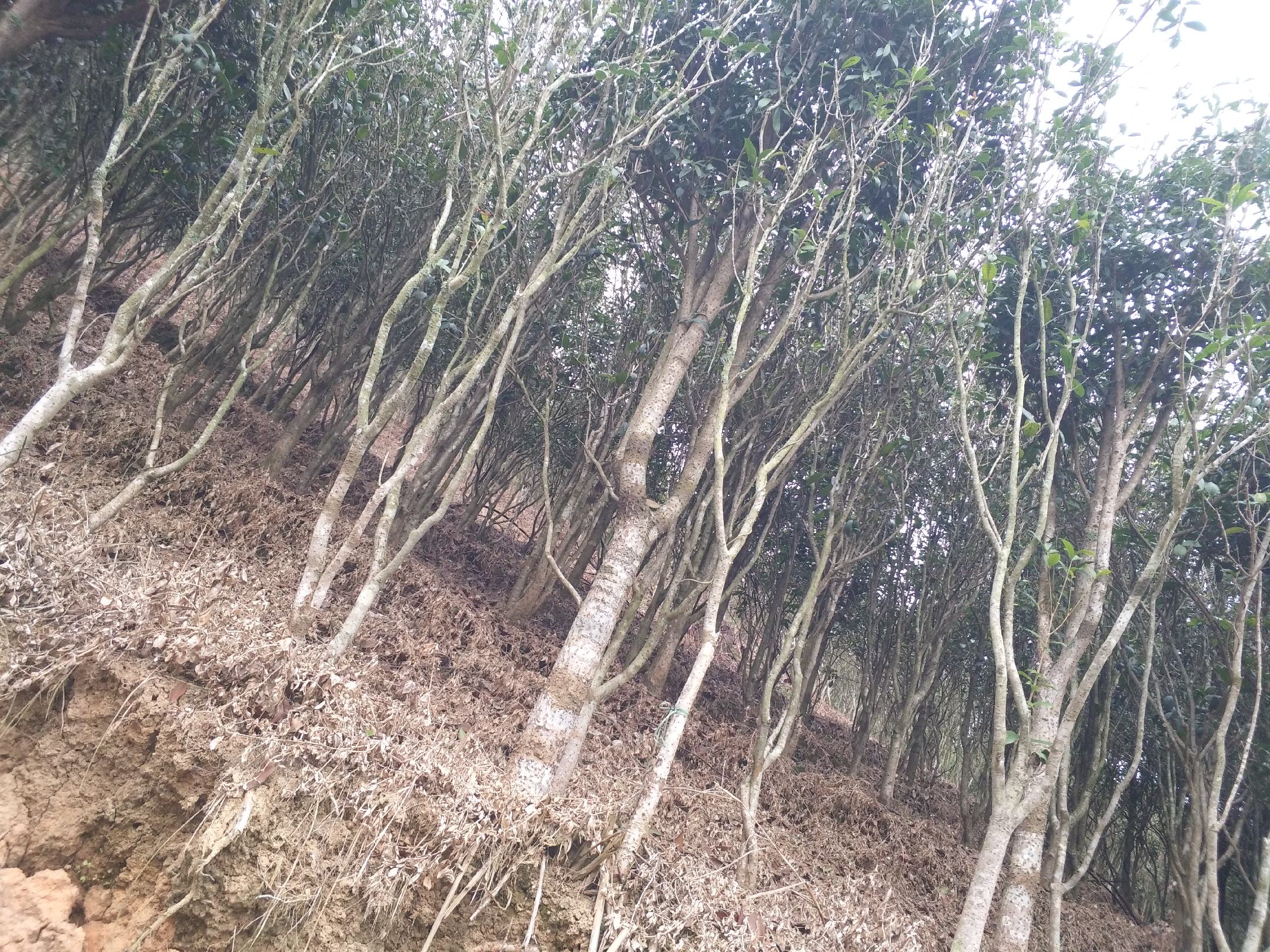 丹桂作为乔木的形态