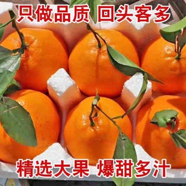 春见耙耙柑产地发货货源稳定品质保障