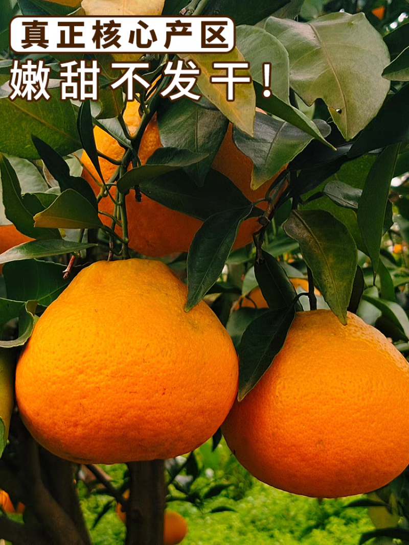 春见耙耙柑产地发货货源稳定品质保障
