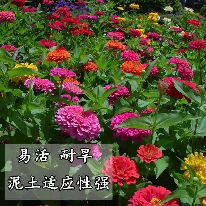 百日草花种子四季播种百日菊种子步步高籽室外庭院阳台易种活