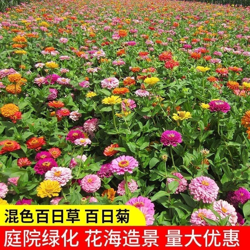 百日草花种子四季播种百日菊种子步步高籽室外庭院阳台易种活