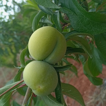 蜂糖李
