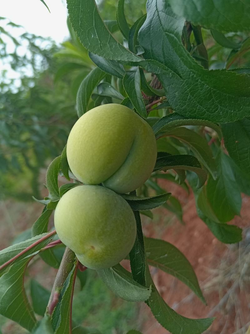 蜂糖李