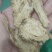 当归甘肃当归头片全归片各种大小规格欢迎选购