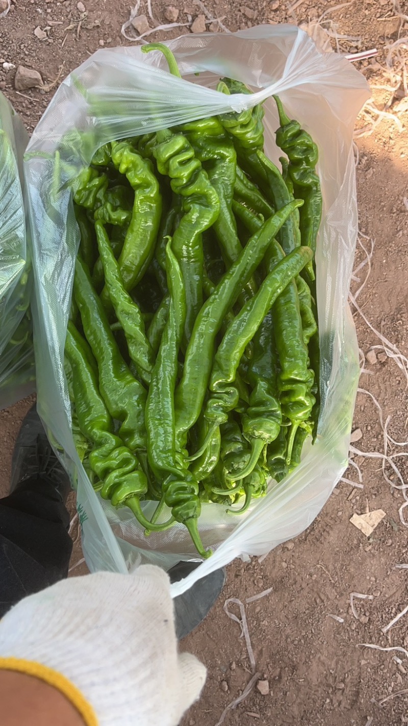 江西宁都软皮螺丝椒（中拢）新苗37/94万亩大棚种植基地