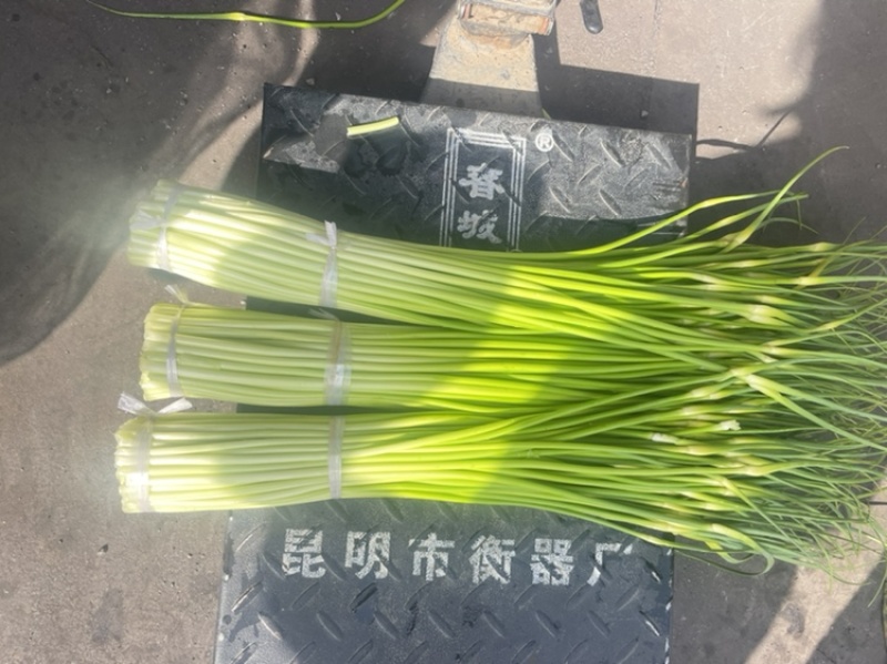 云南精品白帽新蒜苔少量上市价格美丽专业代发代办