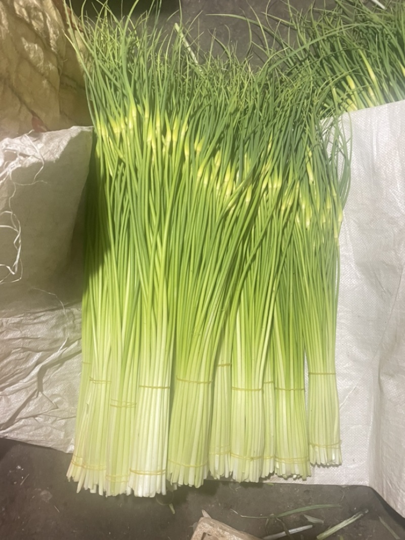 云南精品白帽新蒜苔少量上市价格美丽专业代发代办