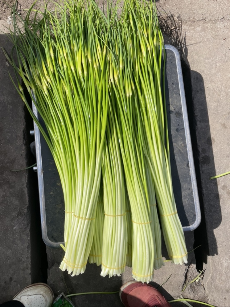 云南精品白帽新蒜苔少量上市价格美丽专业代发代办