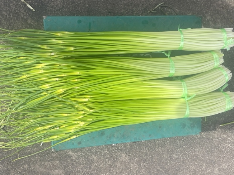 云南精品白帽新蒜苔少量上市价格美丽专业代发代办
