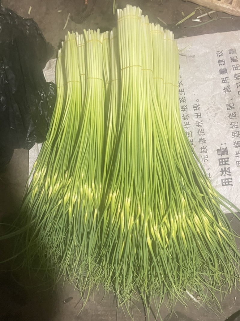 云南精品白帽新蒜苔少量上市价格美丽专业代发代办